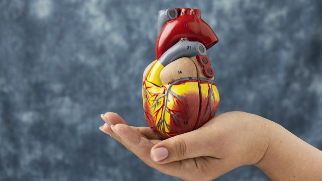 Šta je disekcija aorte: Uzroci, simptomi i lečenje Šta je disekcija aorte: Uzroci, simptomi i lečenje